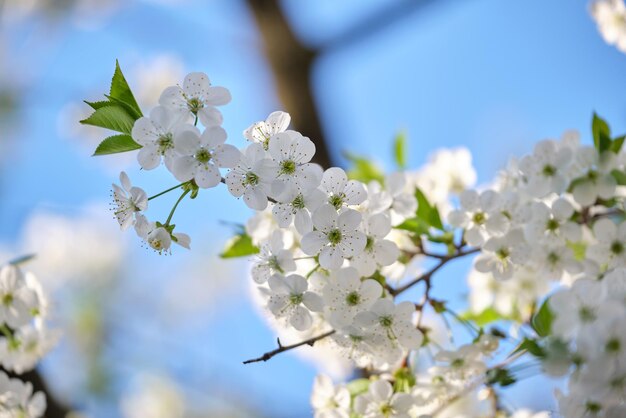 Galhos de cerejeira com flores brancas no início da primavera