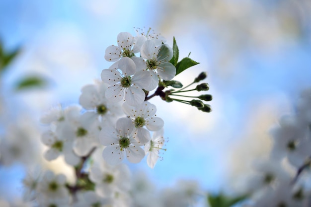 Galhos de cerejeira com flores brancas no início da primavera