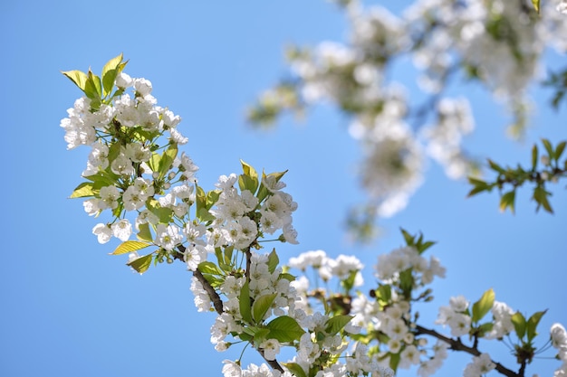 Galhos de cerejeira com flores brancas no início da primavera