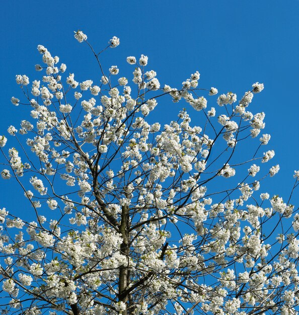 Galhos de cerejeira em flor no céu azul