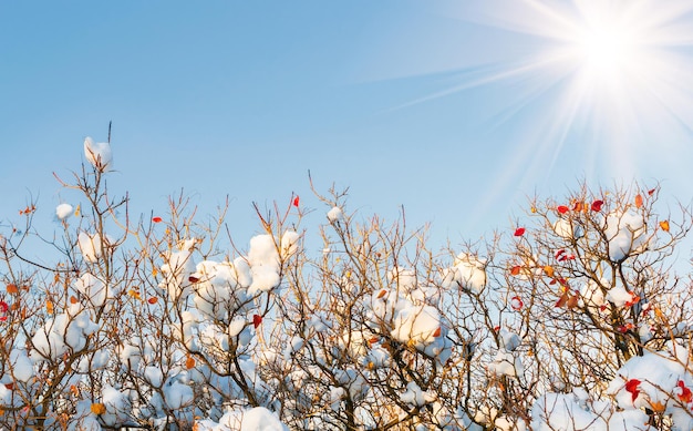 Galhos de inverno com folhas na neve em um fundo de céu ensolarado