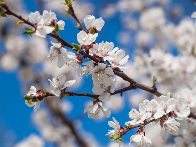 Galhos de macieira com flor de primavera e céu azul no fundo. Foco seletivo