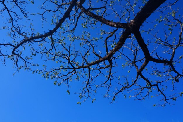 galhos de madeira e céu azul