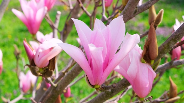 Galhos de magnólia florescendo fechados O conceito de jardinagem de alergias de primavera floridas