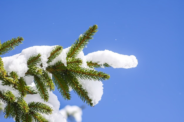 Galhos de pinheiro cobertos de neve no fundo do céu azul claro ao ar livre