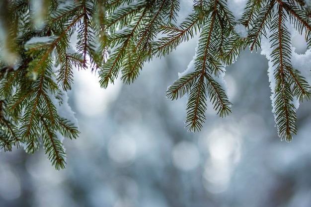 Galhos de pinheiro com agulhas verdes cobertas com neve limpa fresca profunda no fundo do espaço de cópia azul turva ao ar livre. Feliz Natal e feliz ano novo cartão postal de saudação. Efeito de luz suave.