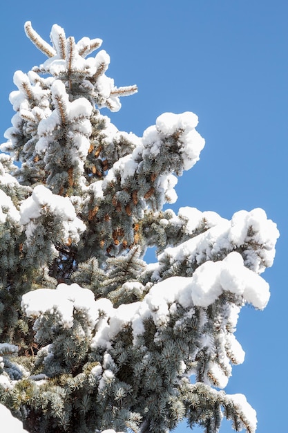 Galhos de pinheiro com cones cobertos de neve no parque da cidade no inverno com céu azul