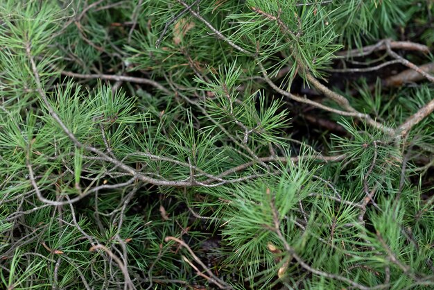 Foto galhos de pinheiro com longa superfície natural de agulhas verdes