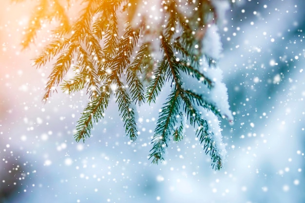 Galhos de pinheiros com agulhas verdes cobertas com neve fresca e limpa em azul turvo ao ar livre copiam o fundo do espaço Feliz Natal e Feliz Ano Novo cartão postal Efeito de luz suave