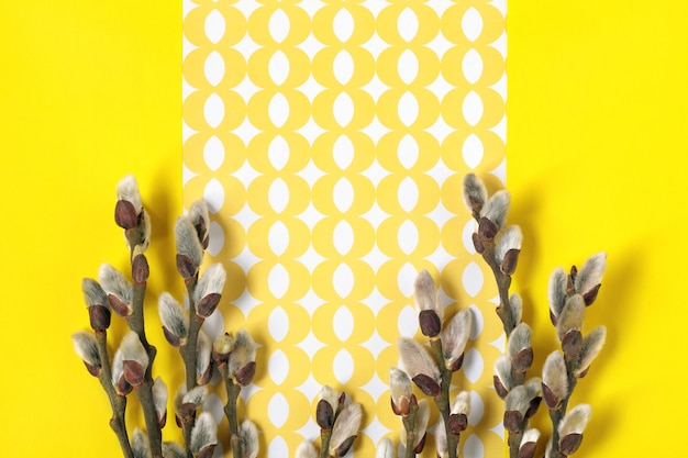 Galhos de salgueiro com amentilhos em fundo amarelo. plano de fundo liso floral da primavera. cartão de primavera com espaço para texto.
