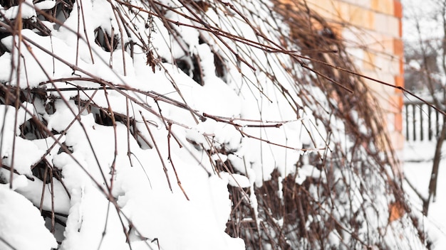 Galhos de uma jovem macieira sob a neve em uma manhã ensolarada e gelada, cerca e uma parede de tijolos ao fundo