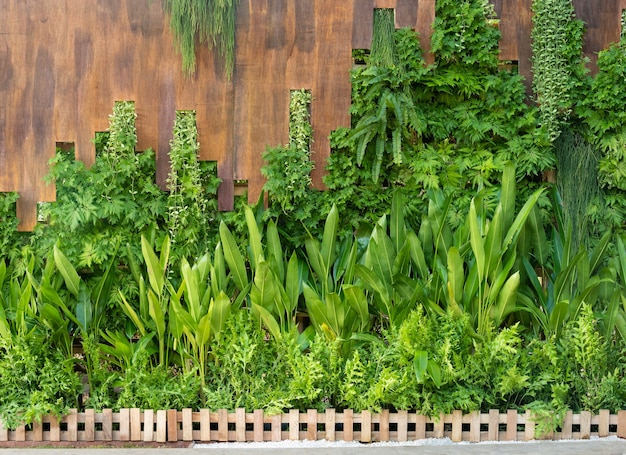 Galhos de videira verde na parede de madeira e planta de jardim verde exuberante com uma pequena cerca de madeira