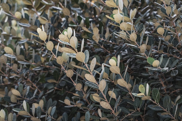 Galhos e folhas verdes de um arbusto