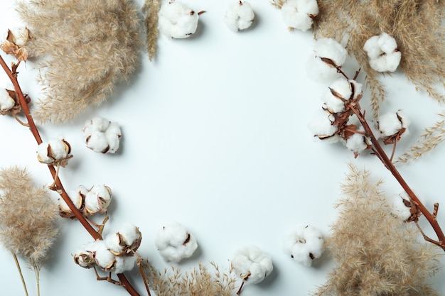 Galhos e juncos de plantas de algodão em branco