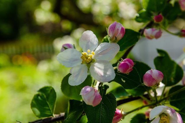 Galhos em flor da macieira na primavera