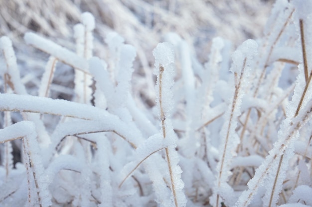 Galhos finos de grama seca cobertos de gelo e neve em um dia frio de inverno na zona rural