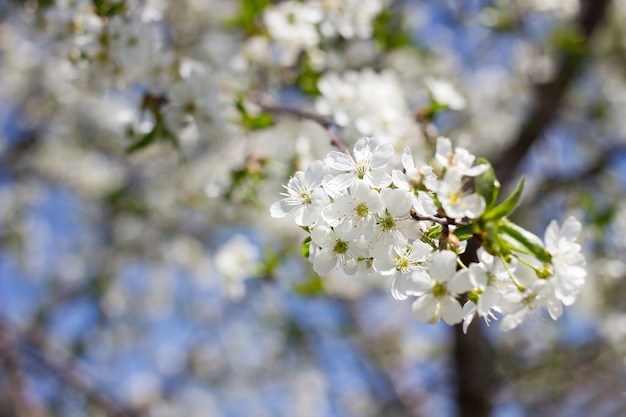 Galhos florescendo de cereja. Árvores de florescência grande primavera plpnom.