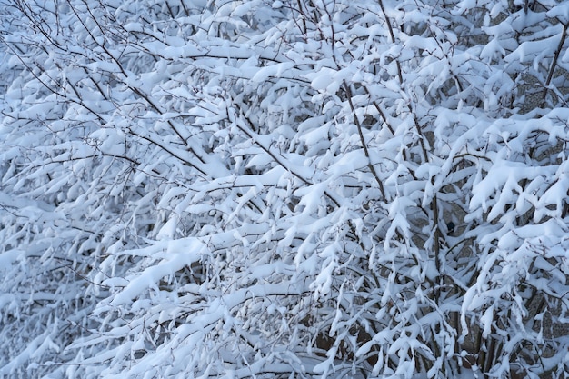 Galhos nevados de arbustos