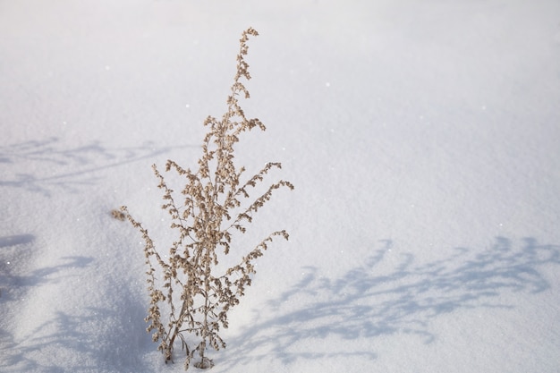 Galhos secos de absinto projetam uma sombra na cobertura de neve. DOF raso