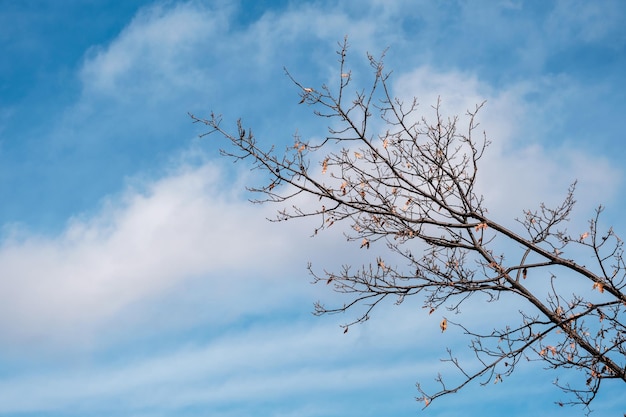 Galhos secos de uma árvore no outono. Céu azul.