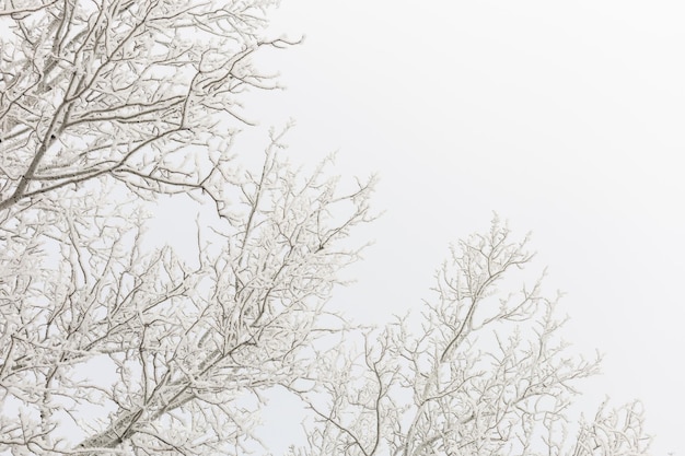 Galhos superiores de árvores florestais altas cobertas de neve durante o dia com céu azul ao fundo Espaço de cópia horizontal Inverno cheio de cor branca ao redor