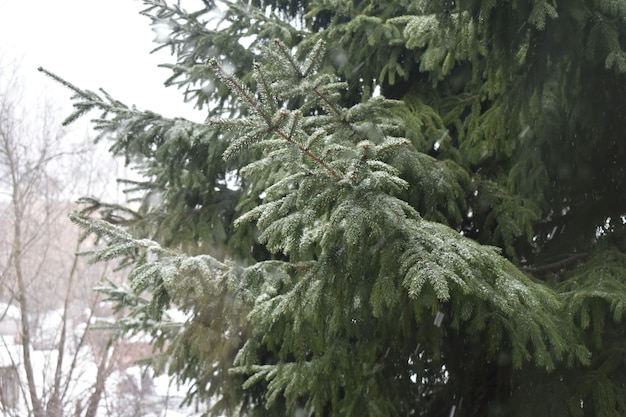 Galhos verdes comiam no inverno