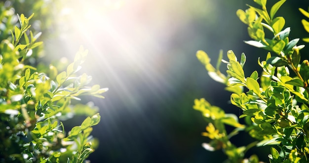 Galhos verdes de boxwood no verão em um dia ensolarado