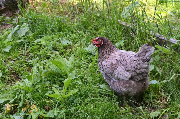 galinha anda no quintal da casa