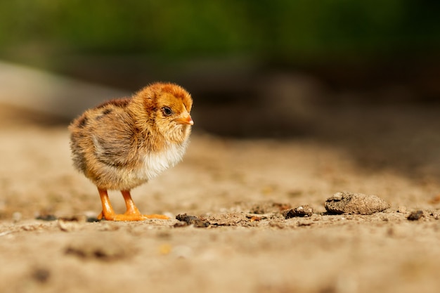 Galinha andando em um quintal