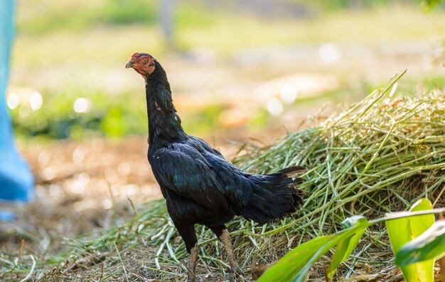 Galinha andando pela fazenda por comida no chão.