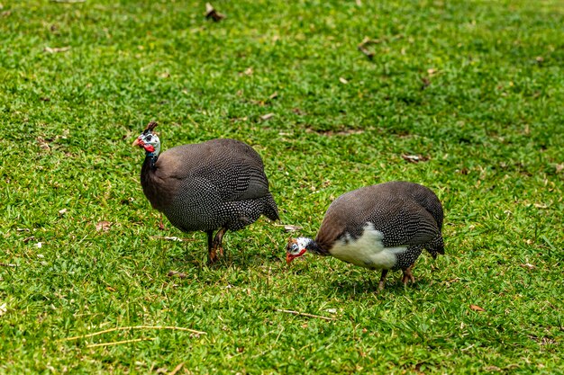 Galinha angola caminhando no gramado da fazenda.