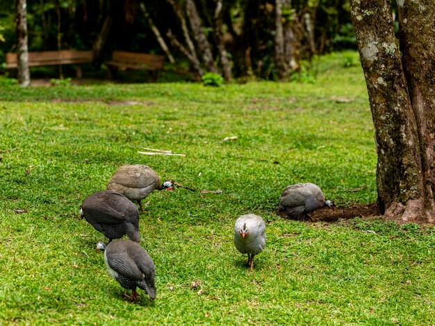 Galinha angola caminhando no gramado da fazenda.