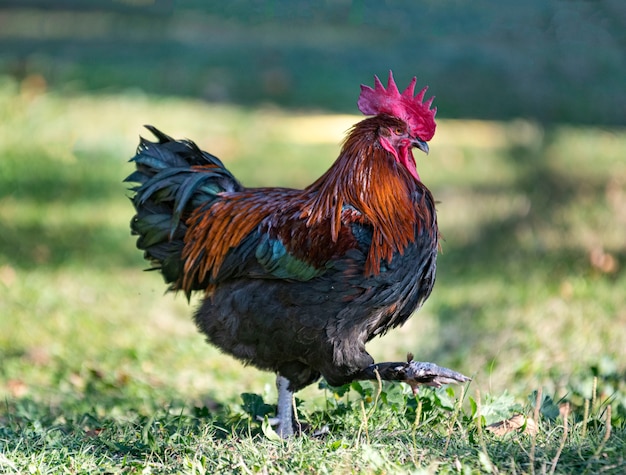 Galinha Brahma e Marans caminhando em um jardim