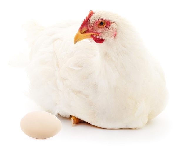 Galinha branca e ovo isolado