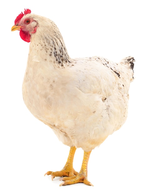 Galinha branca isolada