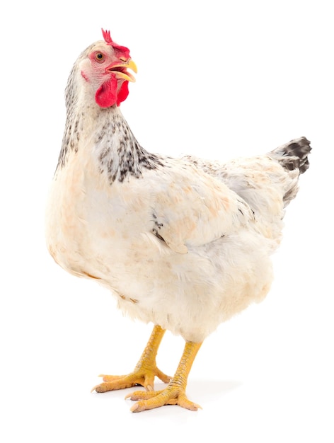 Galinha branca jovem isolada em fundo branco