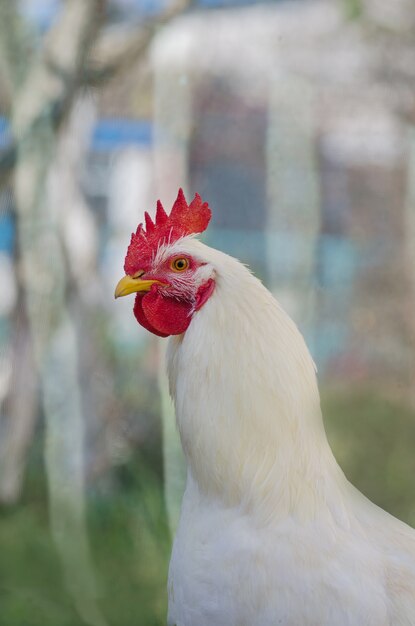 Foto galinha branca na fazenda. galo vivendo ao ar livre. galinha doméstica em uma fazenda. galinha na fazenda de campo