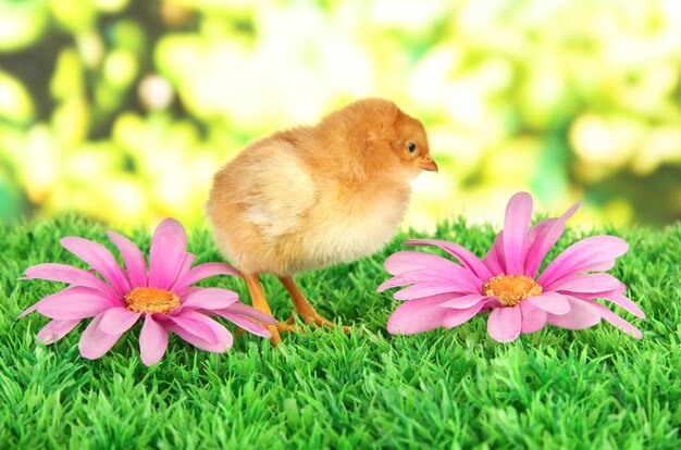 Galinha com flores na grama no fundo brilhante