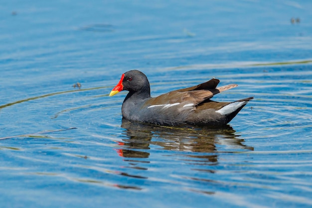 Galinha d'água comum Gallinula chloropus Málaga Espanha