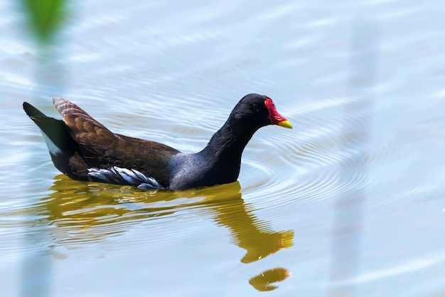 Galinha-d'água Nadando na água Gallinula chloropus Galinha-d'água comum