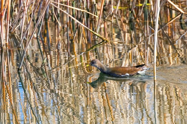 Foto galinha-d'água nadando na água gallinula chloropus galinha-d'água comum