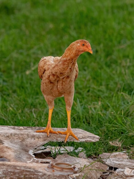 Galinha de animais domésticos da subespécie Gallus gallus domesticus