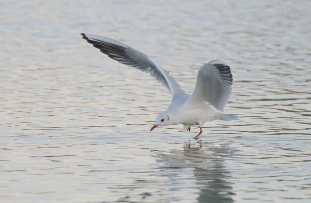 Foto galinha-de-cabeça-preta chroicocephalus ridibundus voando sobre uma lagoa