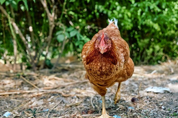 Galinha doméstica de freegrazing em galinha andando em uma fazenda orgânica tradicional de aves ao ar livre Galinhas adultas andando no solo em um recinto