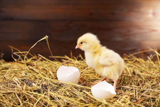 Foto galinha e casca de ovo estão no feno