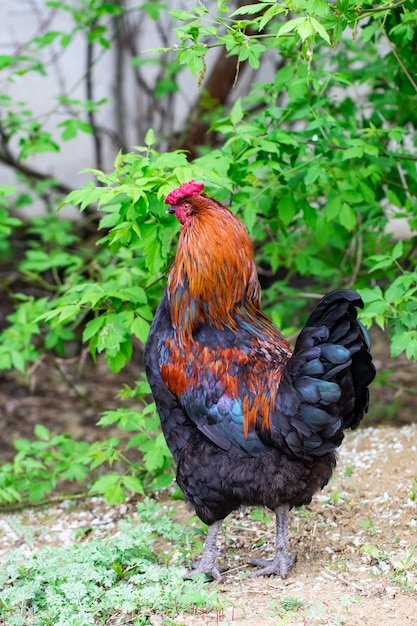 Galinha e grama verde