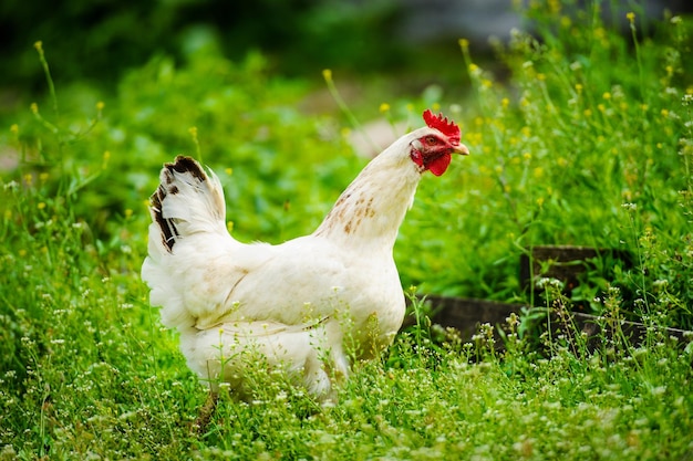 Galinha em uma fazenda