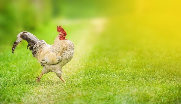 Galinha galo caminha na grama verde em uma fazenda ecológica