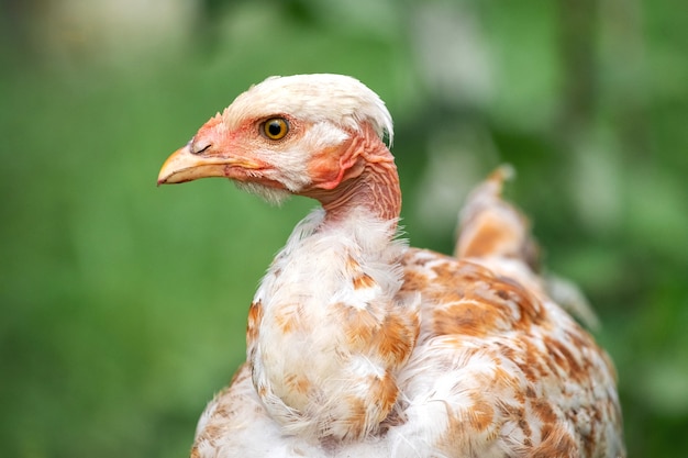 Galinha jovem cria pescoço nu no jardim da fazenda em um fundo desfocado