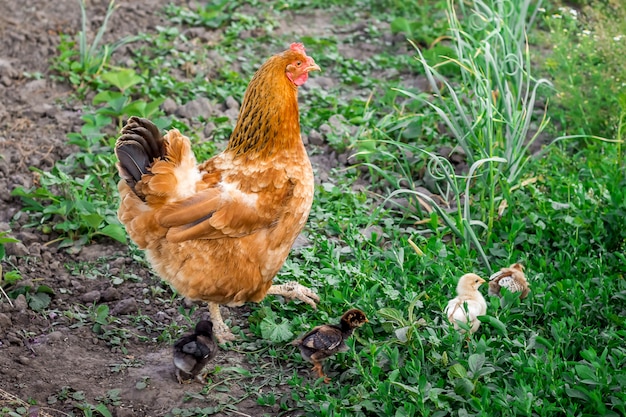 Galinha marrom com galinhas recém-nascidas pequenas à procura de comida no jardim. Frango se preocupa com galinhas